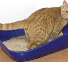 Urolitiaza la pisici: cauze, simptome și tratament