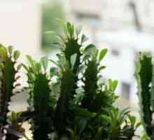 Euphorbia Triangular: îngrijire la domiciliu