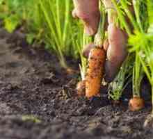 Morcovi: plantarea pe teren deschis, caracteristici în creștere