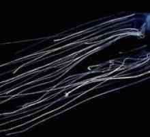 Viespa de mare este cea mai otrăvitoare meduze din lume