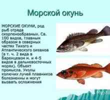 Basul de mare: proprietăți utile ale peștilor, opțiuni de gătit