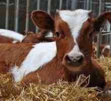 Este posibil să beți lapte cu leucemie la vaci?