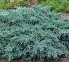 Juniperul este vechi albastru: îngrijire, plantare și reproducere
