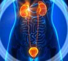 Boli masculine de urologie: tratament și simptome