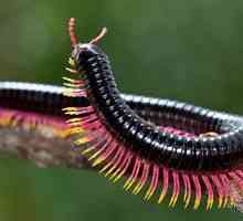 Centipedul sau centipeda insectă - trăsături ale speciei