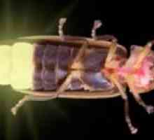 Firefly de insecte: ce se hrănește, unde trăiește și de ce strălucește?