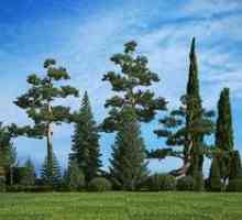Denumirea și descrierea soiurilor de arbori de conifere