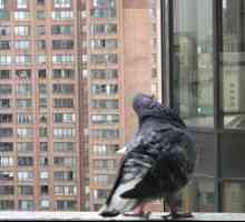 Mai multe metode de a scăpa de porumbei pe balcon