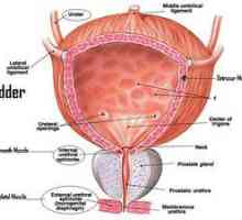 Norma volumului vezicii urinare la bărbați și femei