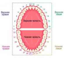 Numerotarea dinților în stomatologie: schemele utilizate