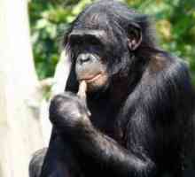 Bonobo de maimuță: caracteristicile speciei de cimpanzei pitic