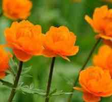 Ogonyok: totul despre frumoasele flori siberiene