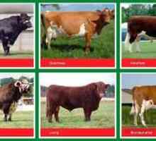 Descriere și fotografii ale raselor de vaci de diferite direcții