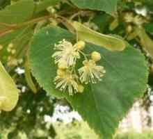 Descrierea și proprietățile medicinale ale teiului cu frunze mari