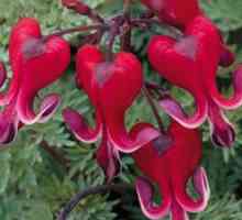 Descrierea și tipurile de floare "inima frântă"