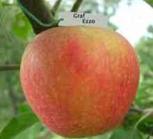 Descrierea mărului de măr de măr