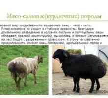 Descrierea raselor de carne de oi din Rusia