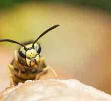 Descrierea veninului de albine: beneficiu și rău