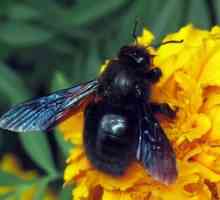 Descrierea albinei dulgher, comportament