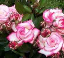 Descrierea mâinii de trandafir, plantarea și îngrijirea acesteia