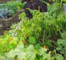 Descrierea legumelor de plantare a culturilor și a nuanțelor pentru grădină