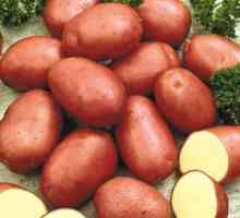 Descrierea soiului de cartof ed scarlet