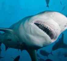 Descrierea unui rechin pitic sau bovin: habitat și altele
