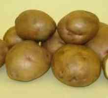 Descrierea, cultivarea și îngrijirea soiului de cartofi Zhukovsky