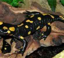 Descrierea unui animal numit salamanderul cu foc