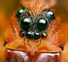 Organele păianjenului și întrebarea importantă sunt câte ochi au