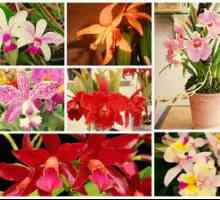 Orchid cattleya - îngrijire la domiciliu