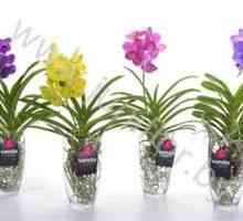 Orchid Vanda: îngrijirea la domiciliu pentru o floare