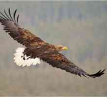 Vultur cu coada albă - o descriere a păsării în care trăiește vulturul cu coada albă