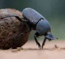 Caracteristicile și stilul de viață al gândacului de gunoi decât îi place să mănânce
