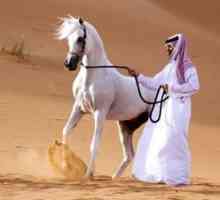 Caracteristicile cailor din rasa cal Arabian