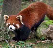 Caracteristicile unei panda mici sau rosii (rosii)