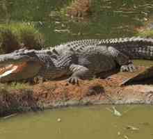 Caracteristici de crocodil de mare sau de pieptănat