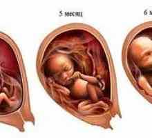 Caracteristicile celei de-a cincea luni de sarcină