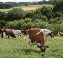 Caracteristicile rasei de vaci Airshire