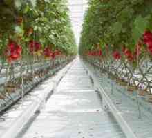 Caracteristici de plantare și de îngrijire pentru tomate în seră