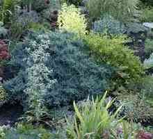 Caracteristici de plantare și de creștere cip bluetooth juniper