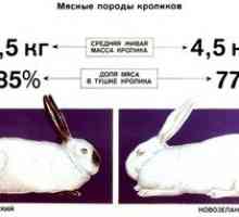 Caracteristicile raselor de carne pentru iepuri de reproducere