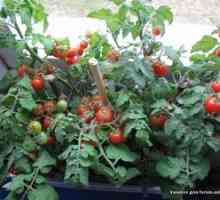 Particularitățile de creștere a tomatelor de casă