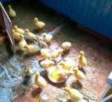 Caracteristicile goslings în creștere în casa din primele zile
