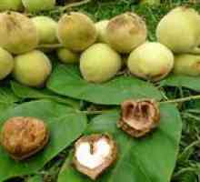 Caracteristici ale cultivării și plantarea nuciului manchurian