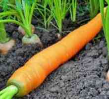 Caracteristici ale cultivării morcovilor în sol deschis