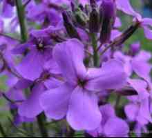Caracteristici de violet de viță de vie în creștere în grădină și pe balcon