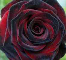 Caracteristici ale trandafirilor în creștere `magie neagră`