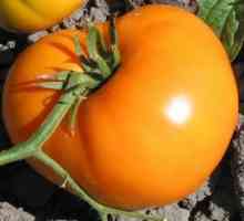Exotic domestic: tomate de curcan, caracterizare și descriere a soiului