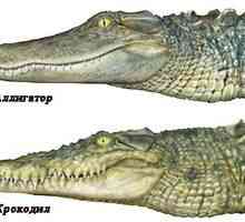 Diferența dintre aligator și crocodil. Ce poate fi diferit